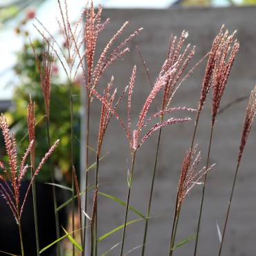 miscanthus-dronning-ingrid2 - копия